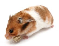 Hamster Bear tam thể