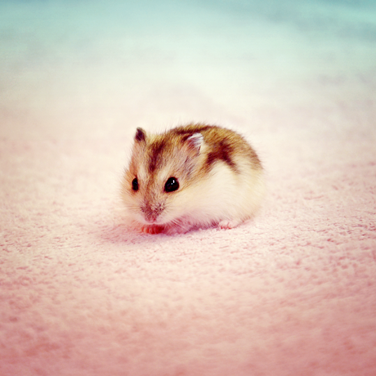 Hamster Winter White sóc