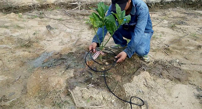 Dự án Hệ thống tưới bưởi da xanh bằng thiết bị nhỏ giọt điều chỉnh lưu lượng