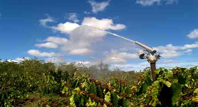 Nên mua béc tưới cà phê ở đâu tốt nhất?