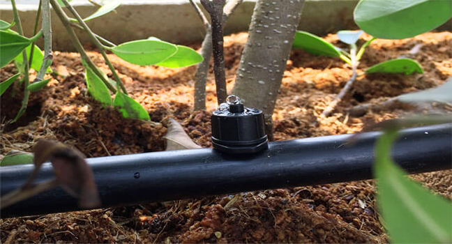 Dự án: Hệ thống tưới nhỏ giọt cho cây hoa