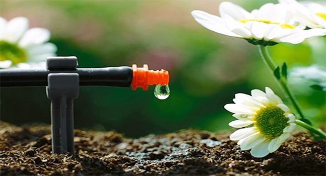 Béc tưới nhỏ giọt- giải pháp tưới cây hiệu quả nhất dành cho nhà vườn