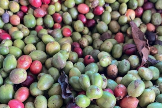 Hái trái xanh, nguy cơ tiềm ẩn và những hậu quả lâu dài