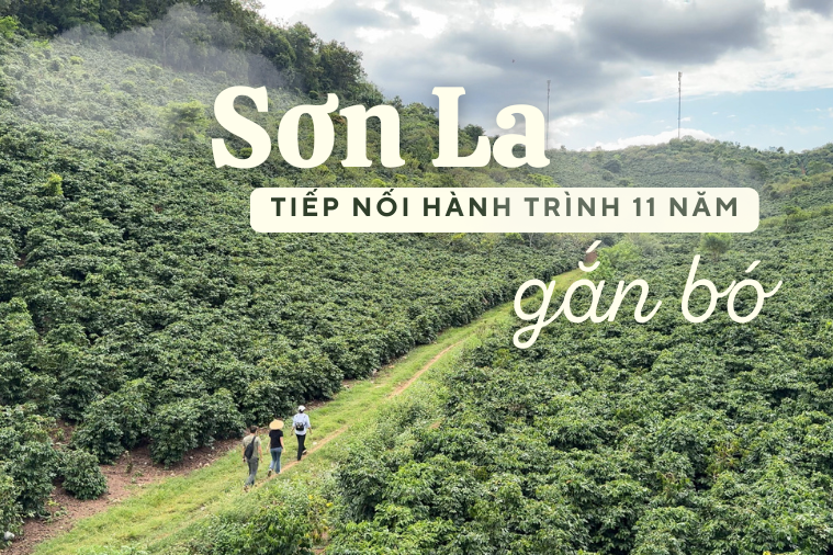 Vùng nguyên liệu cà phê Sơn La: Tiếp nối hành trình hơn 11 năm gắn bó