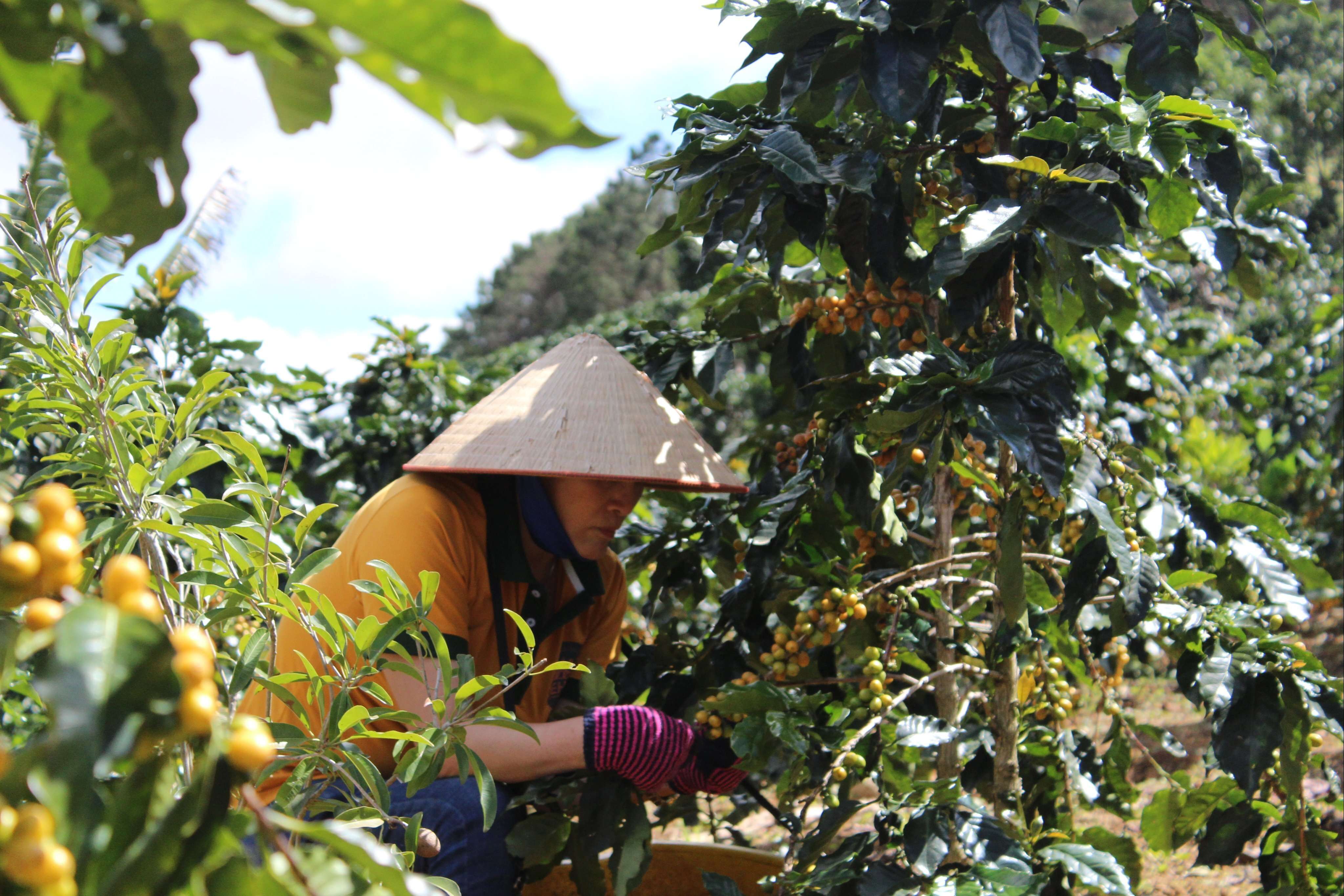 Hành Trình Là Cả Một Tâm Huyết