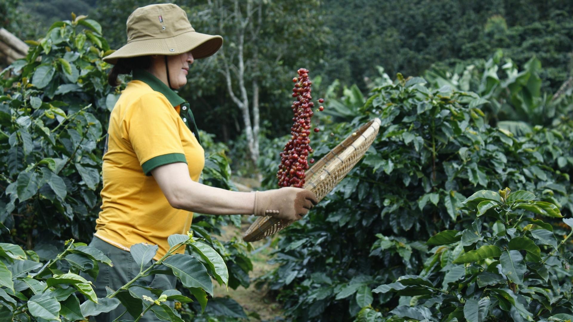 Sản lượng cà phê Bourbon