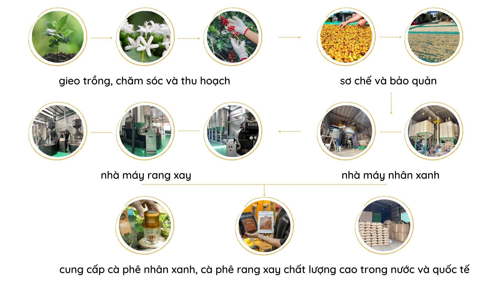 Quy Trình Sản Xuất Cà Phê