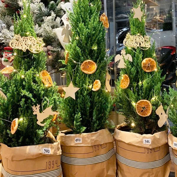 Cam lát vàng sấy khô 100gr & 1kg