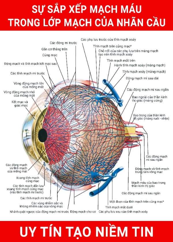 Tranh nhãn khoa ( sự sắp xắp mạch máu trong nhãn cầu