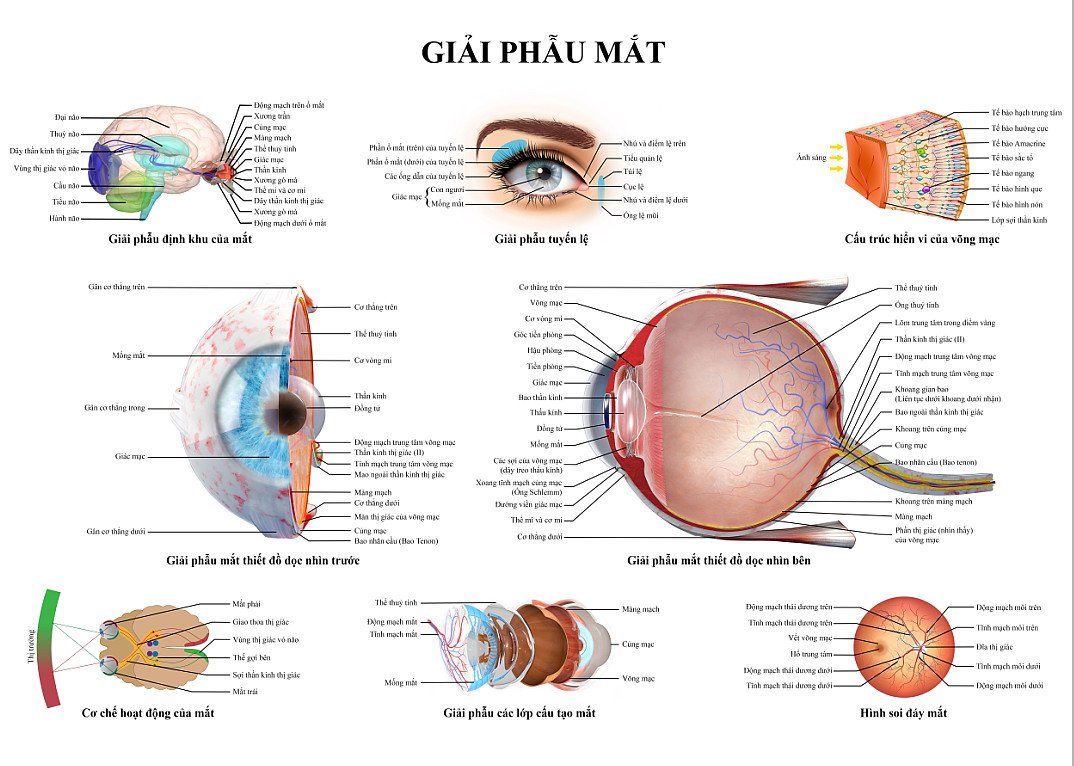 Tranh giải phẫu mắt( Tranh dán decal bóng)