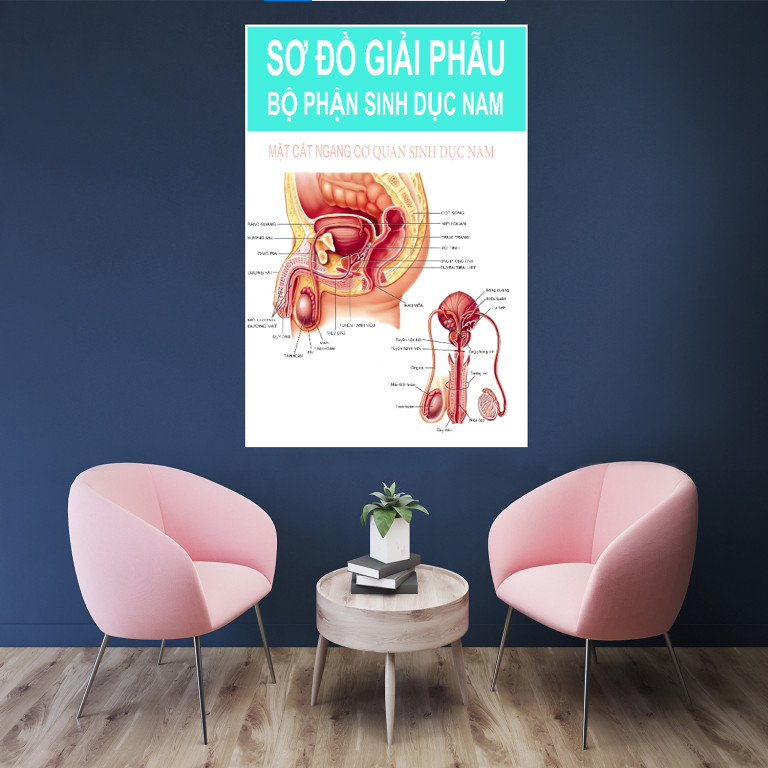 Tranh sơ đồ giải phẫu sinh dục nam Kt 50 cm. 75cm ( Tranh Phòng Khám)