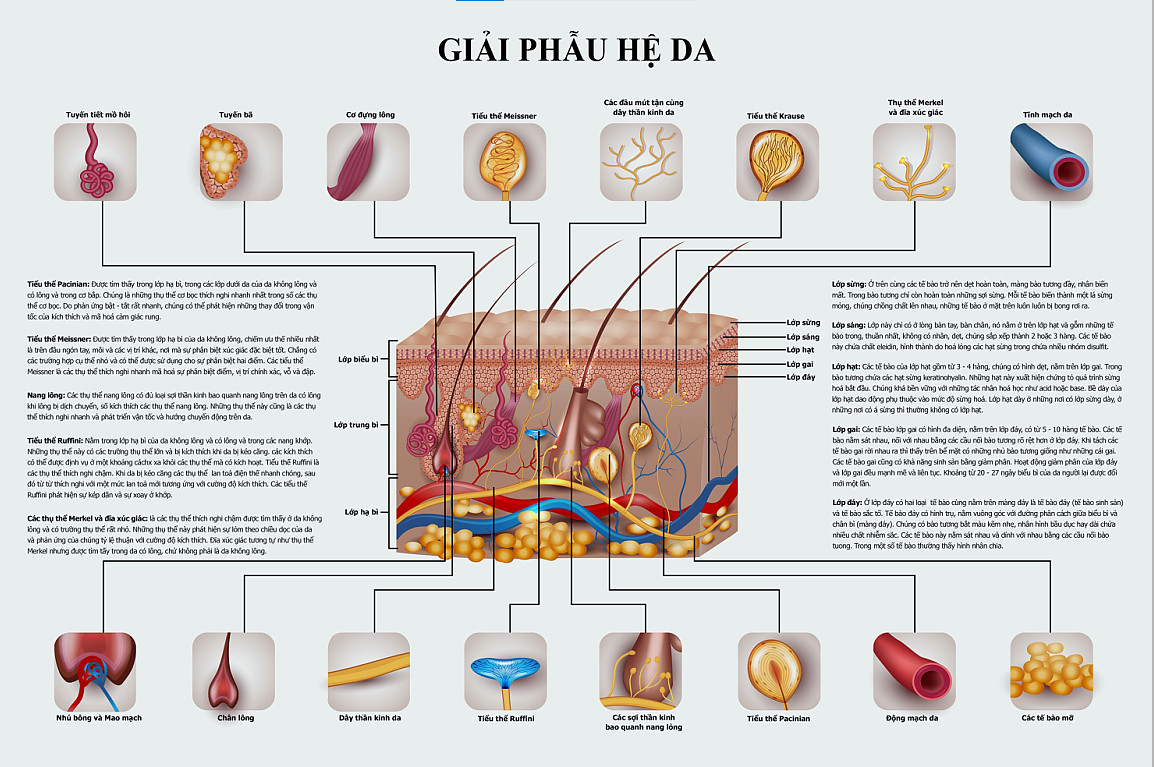 Tranh giải phẫu hệ da