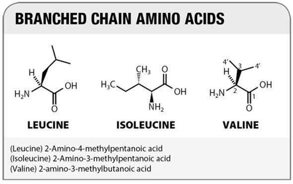 Vai trò của acid amin phân nhánh (BCAA) trong điều trị xơ gan