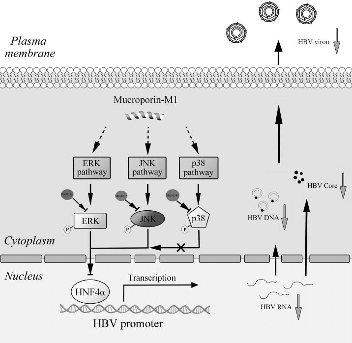 HBV-RNA, dấu ấn mới theo dõi bệnh lý viêm gan B hiệu quả