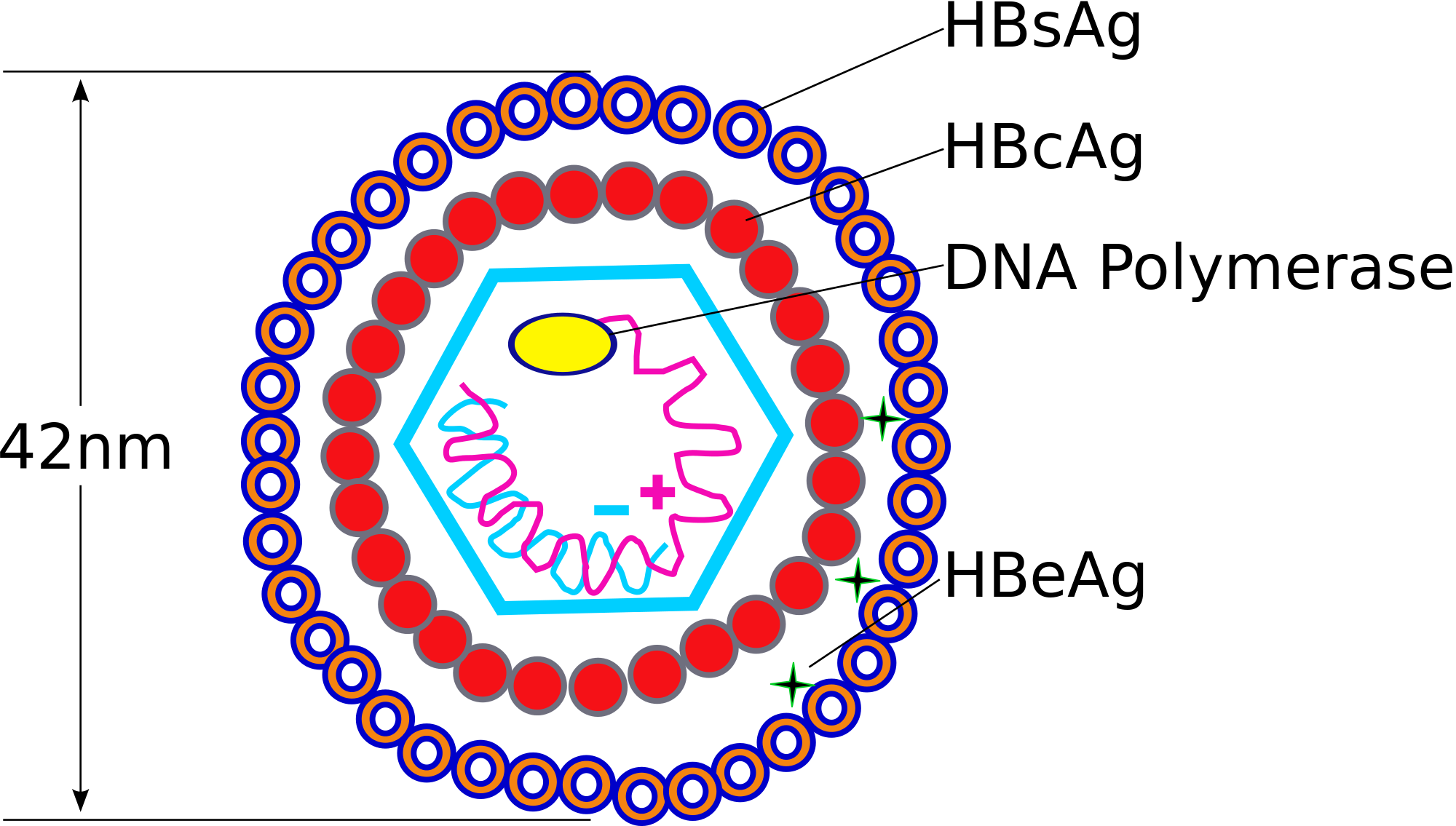 cccDNA quan trọng như thế nào đối với virus viêm gan B