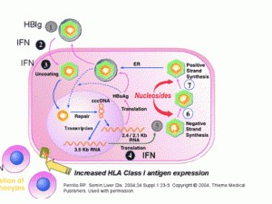 Cơ chế tác dụng một số thuốc điều trị virus viêm gan B