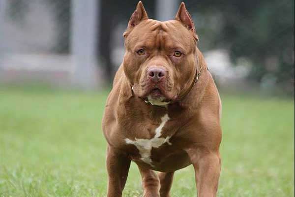 Chó Pitbull hung dữ cắn chết người: Việt Nam có nên cấm nuôi?