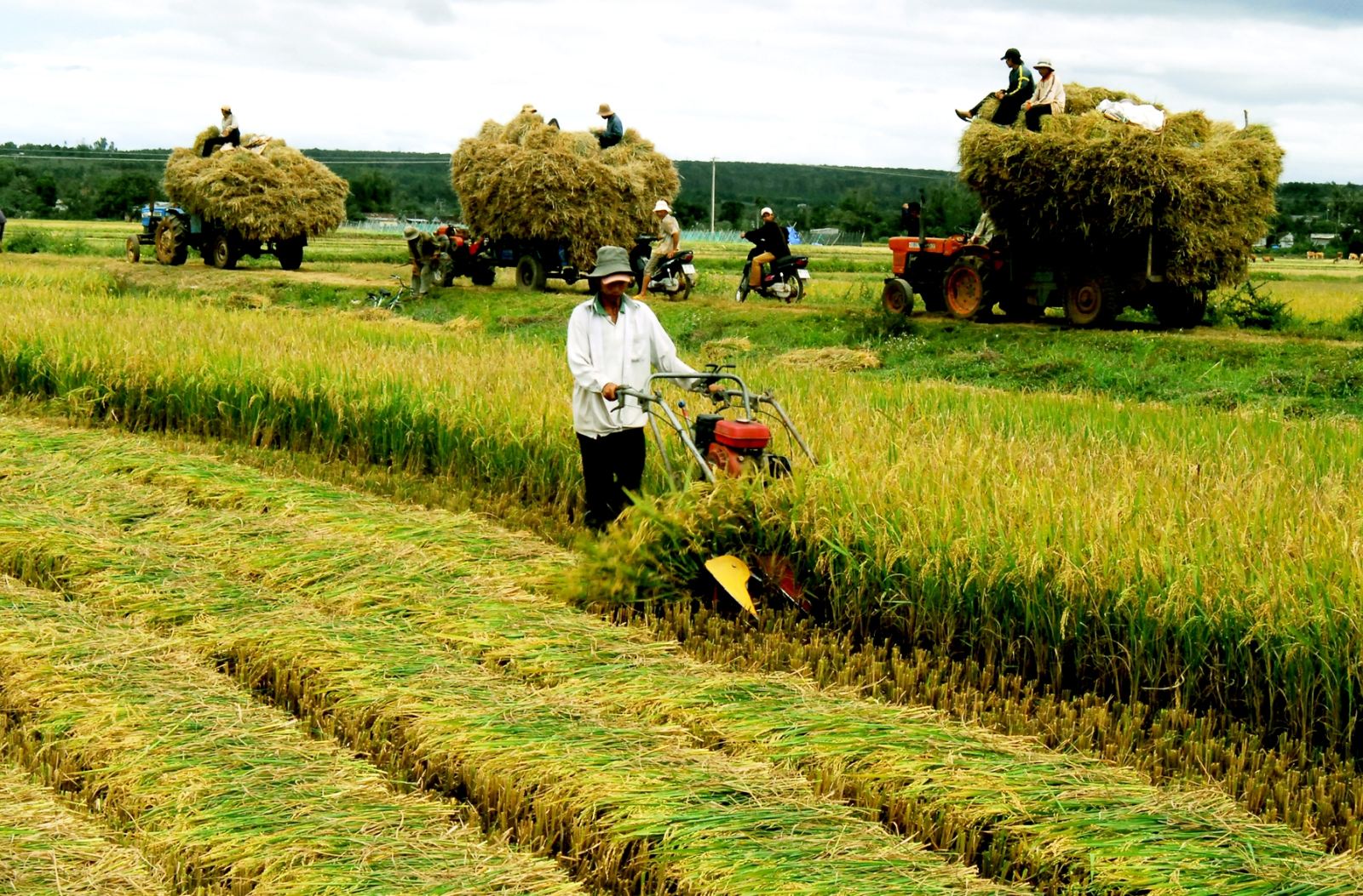 Những trường hợp được miễn tiền đất nông nghiệp