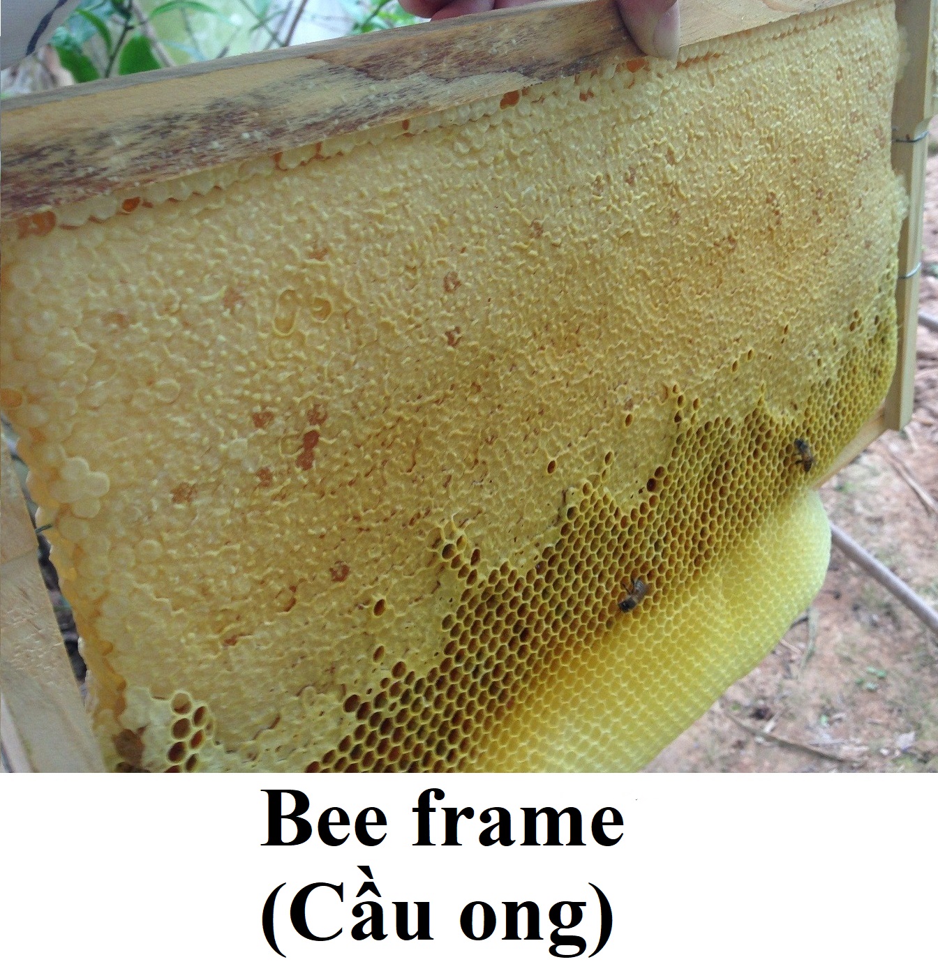 Pure Vietnamese honey </br> (Mật ong nguyên chất)