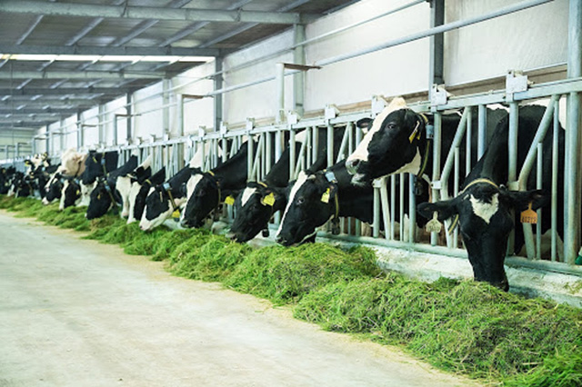 Giới thiệu mô hình chăn nuôi bò sữa tiên tiến hiện đại