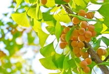 Bạch quả - món quà cho sức khỏe từ triệu năm trước