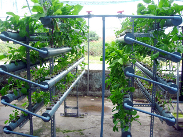 Hướng dẫn trồng rau thủy canh bằng ống nhựa PVC từ AZ