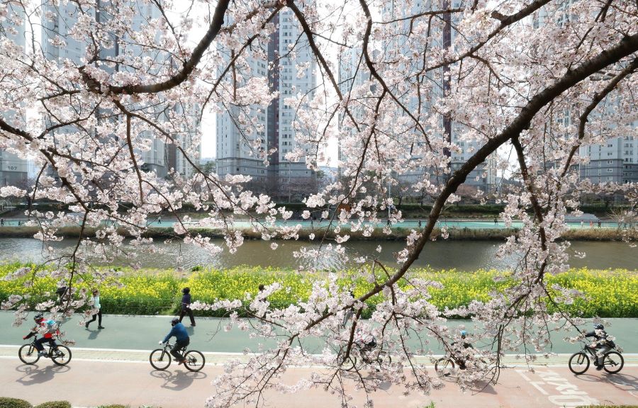 Ngất ngây trước 5 địa điểm ngắm hoa anh đào đẹp nhất tại Busan, Hàn Quốc