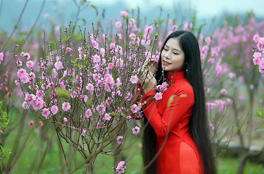 Thiếu nữ rạng ngời bên hoa đào Nhật Tân: Trần Ánh