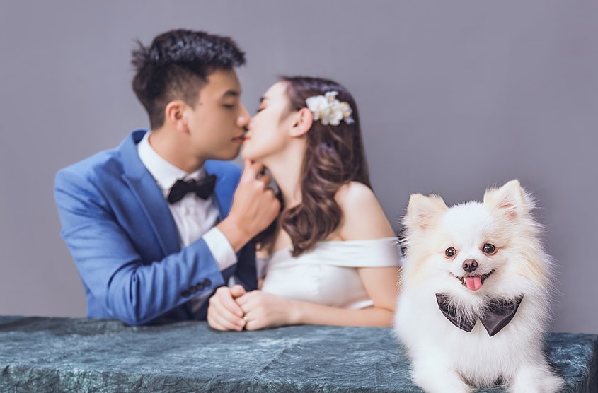 Chụp hình cưới cùng thú cưng trong studio: cặp Ngọc - Duyên