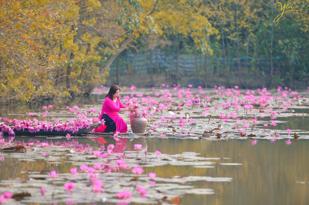 Chụp ảnh áo dài truyền thống trên Chùa Hương với hoa súng lãng mạn