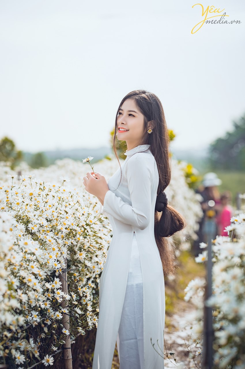 cô gái chụp bên cúc họa mi