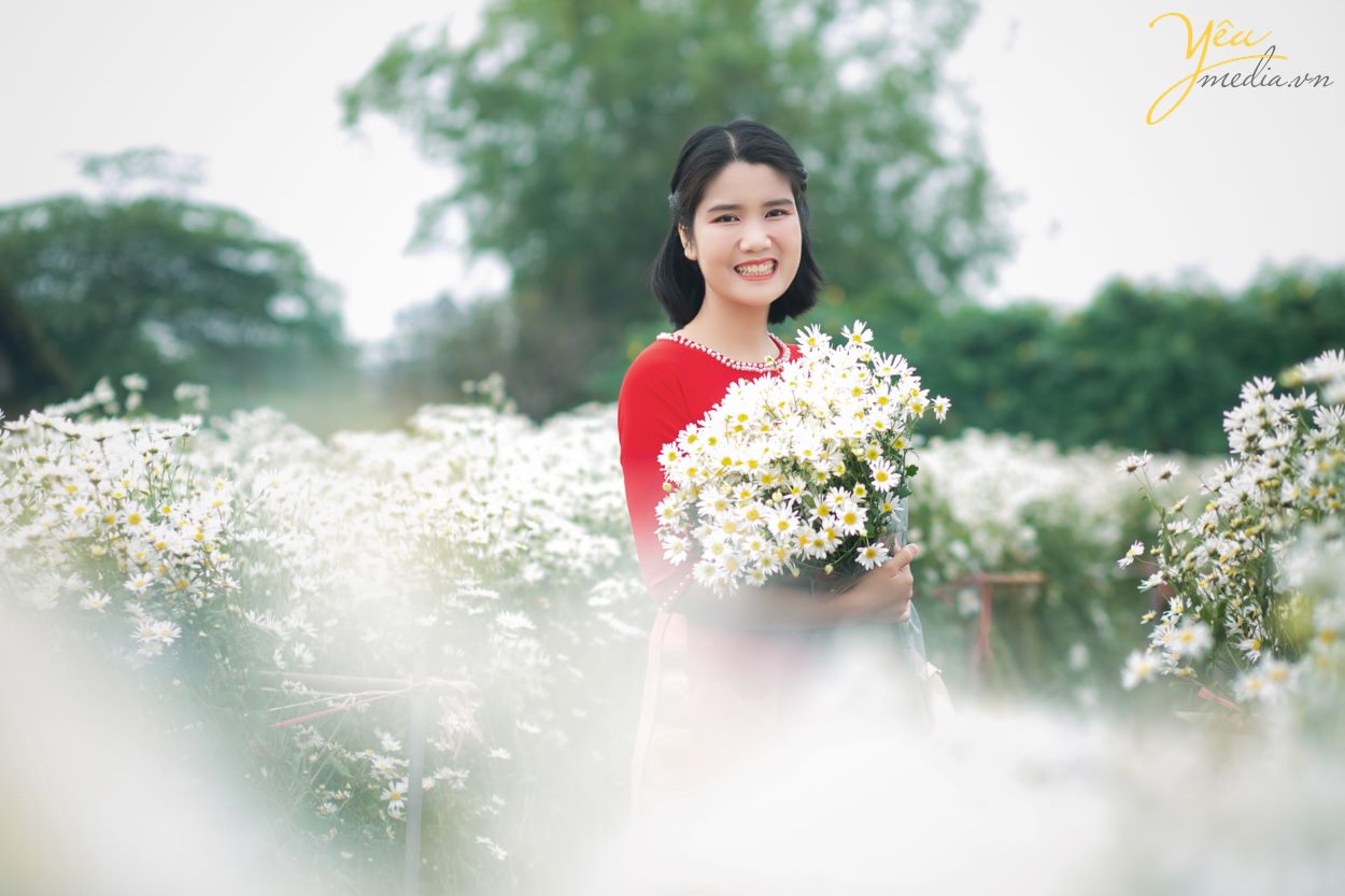 Chụp ảnh cúc họa mi tại Hà Nội đẹp nhất đầu mùa đông
