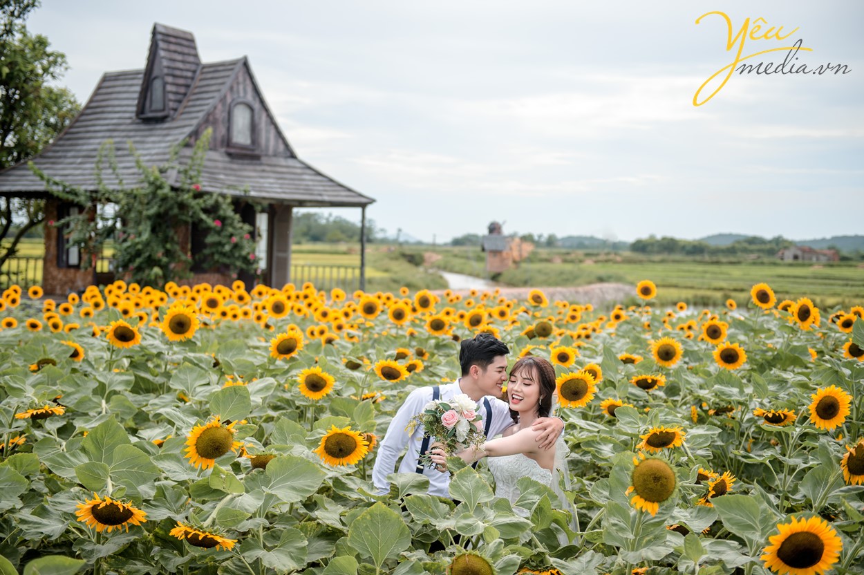 Cơn sốt chụp ảnh cưới ở cánh đồng hoa hướng dương ngay gần Hà Nội