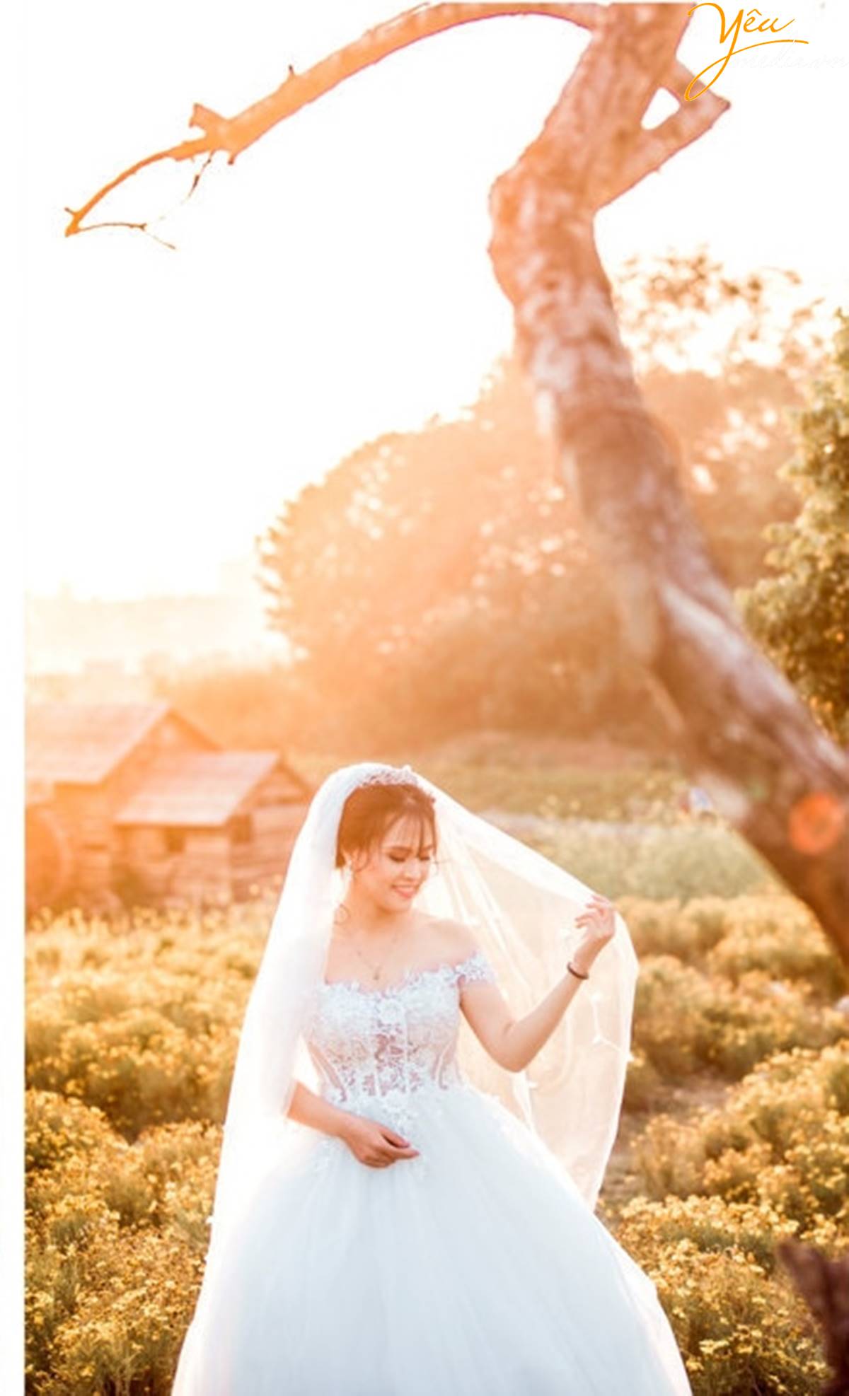 chụp ảnh cưới tại Thảo nguyên hoa Long Biên