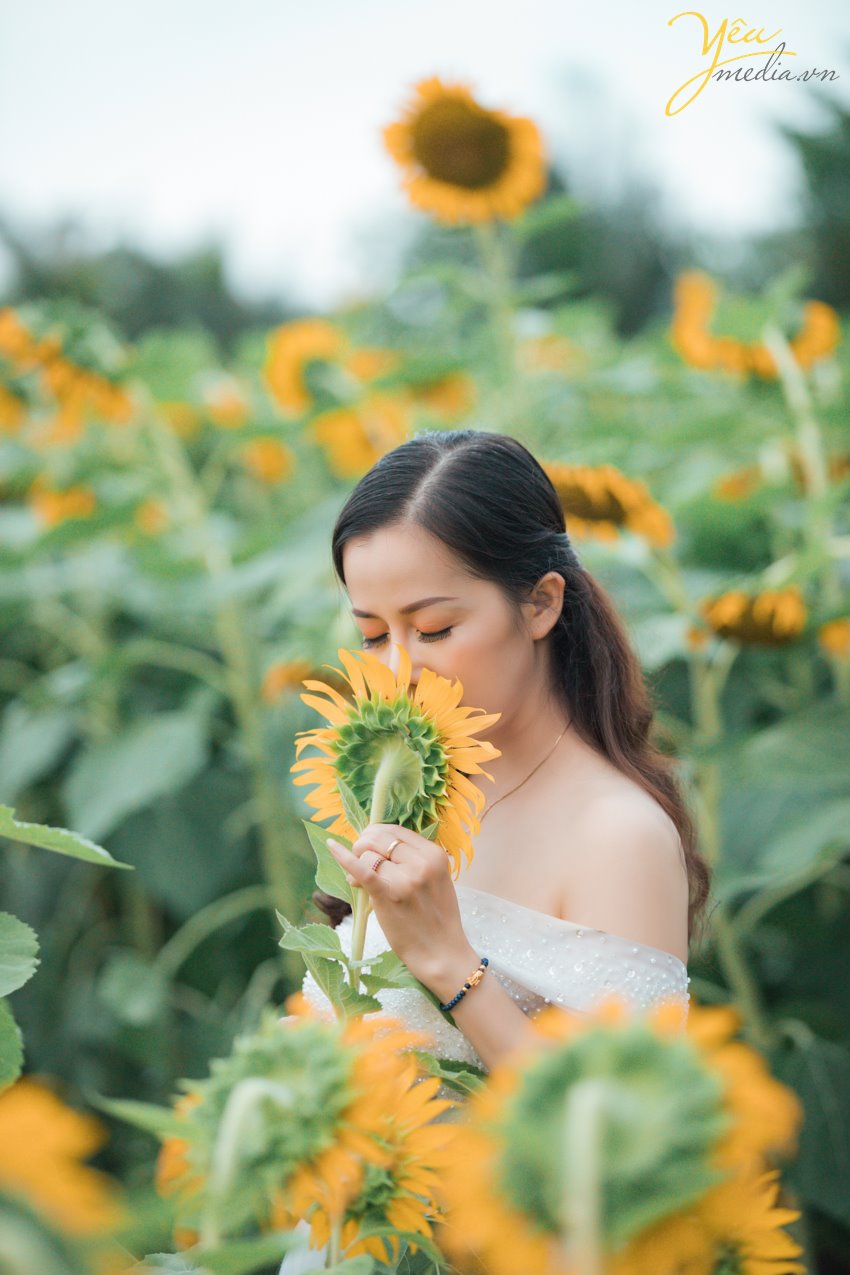 Có thể nói là lần đầu tiên, có một vườn hoa hướng dương khổng lồ tại Hà Nội mở cửa phục vụ mọi người đến ngắm cảnh, chụp ảnh. Giới trẻ Sài thành đang đua nhau "tỏa sáng" và "rực cháy" trong khung cảnh lung này mà không phải đi đâu xa.   Hoa hướng dương hay còn gọi là hoa mặt trời vì khi nở chúng luôn vươn cao về phía ánh sáng, biểu trưng cho sự mạnh mẽ và niền tin vào cuộc sống. Có lẽ vì thế mà rất nhiều người ưa chuộng loài hoa này. Hoa đang đúng dịp nở rộ nên nếu muốn được tận mắt nhìn thấy cánh đồng hoa hướng dương ngay tại Hà Nội thì các bạn nên thu xếp thời gian ghé qua địa điểm này nhé. Kẻo muộn quá hoa héo hoặc tàn hết sẽ không đẹp chút nào đâu!