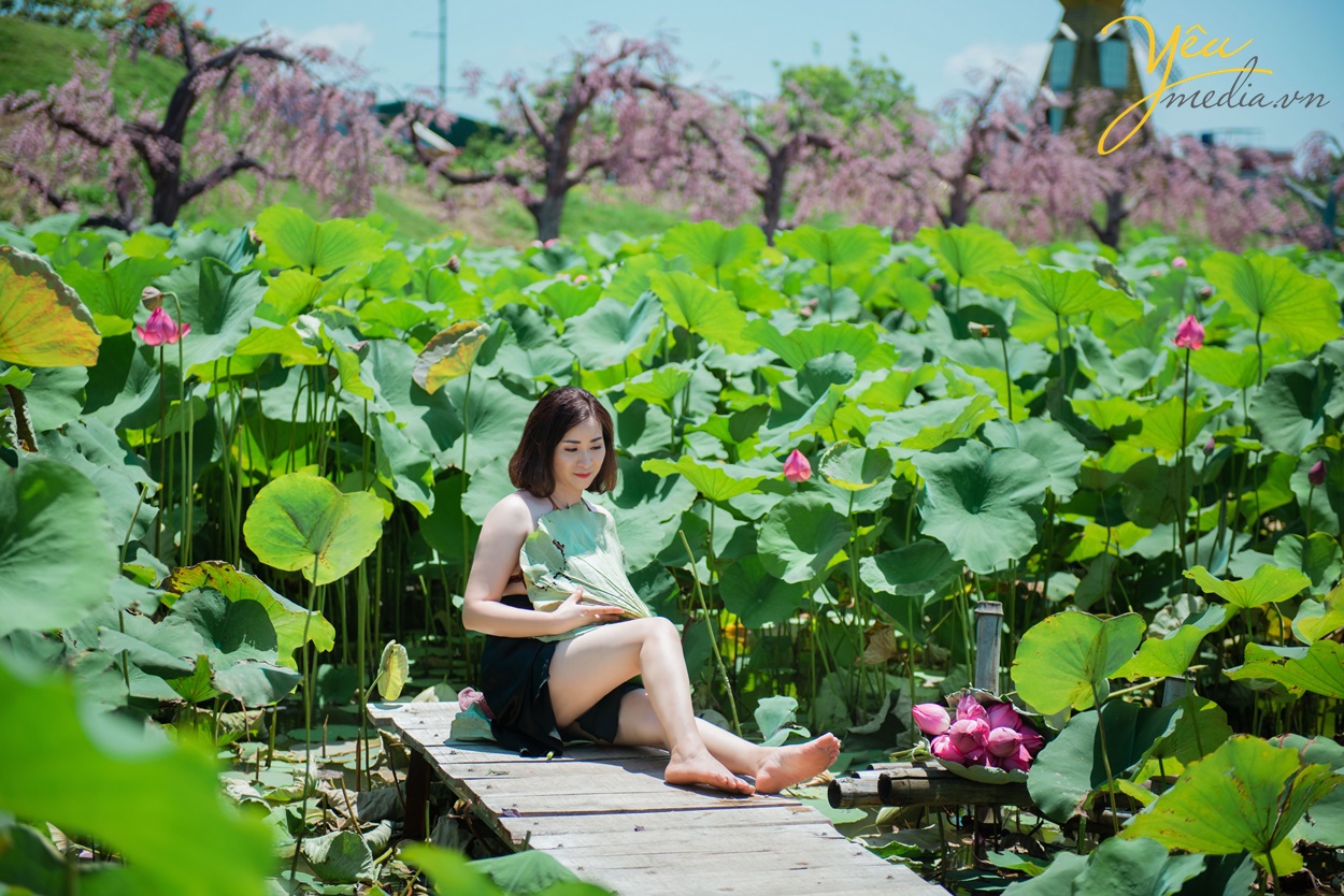 Chụp ảnh bên đầm hoa sen rực rỡ ở Hà Nội - chị Hường