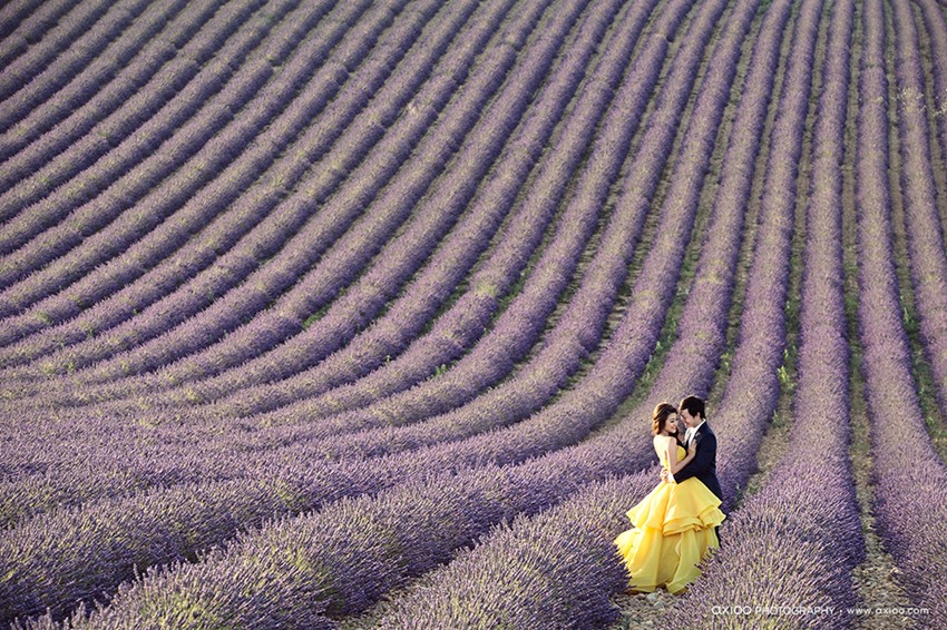 chụp ảnh cưới với cánh đồng lavender pháp