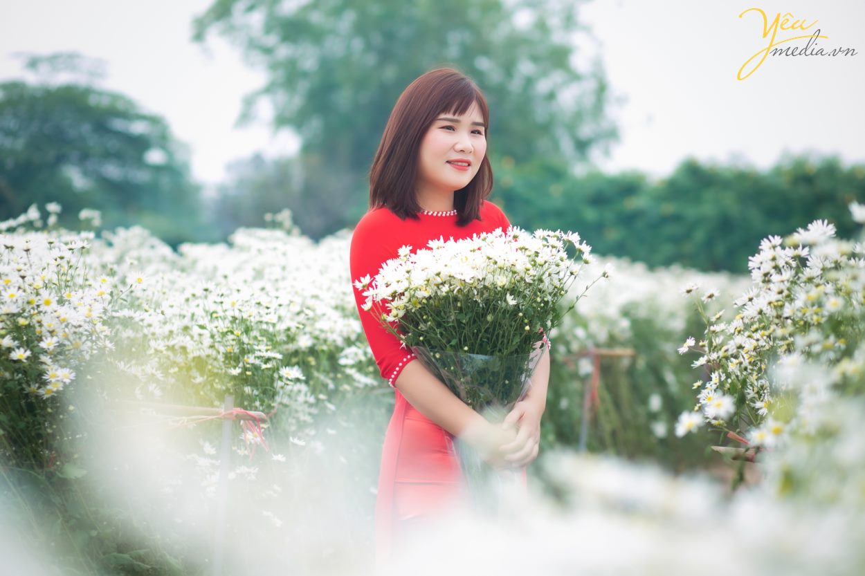 tìm địa chỉ vườn cúc họa mi chụp ảnh đẹp nhất ở hà nội