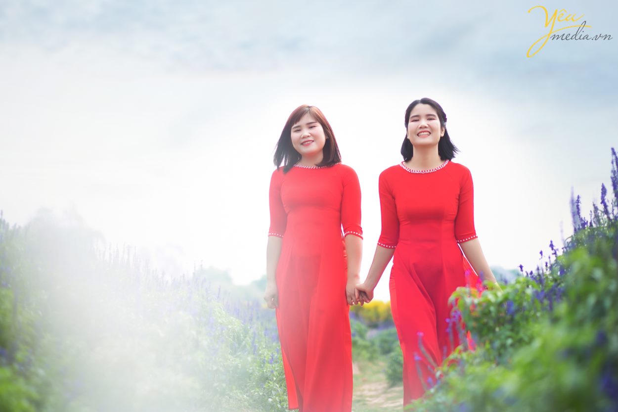 tìm địa chỉ vườn cúc họa mi chụp ảnh đẹp nhất ở hà nội