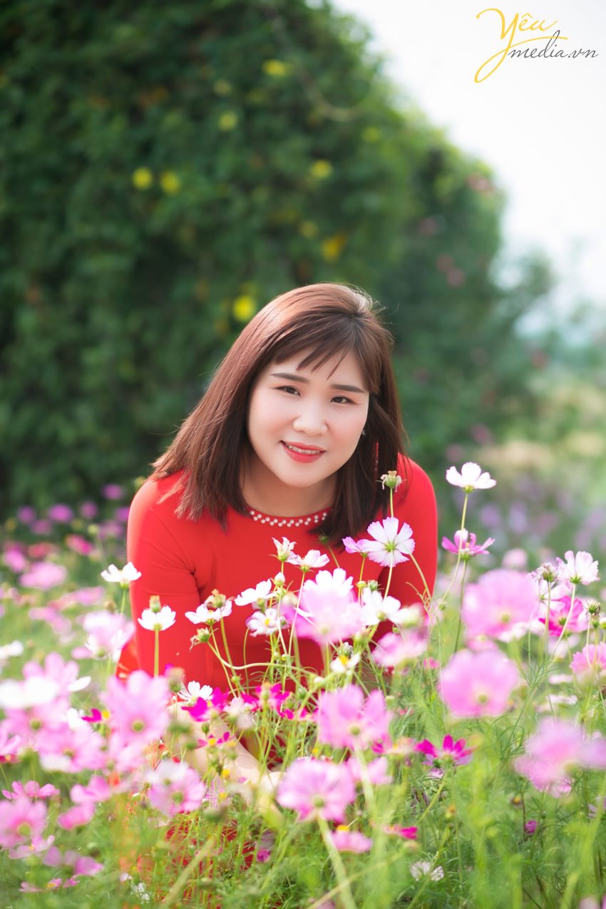 tìm địa chỉ vườn cúc họa mi chụp ảnh đẹp nhất ở hà nội