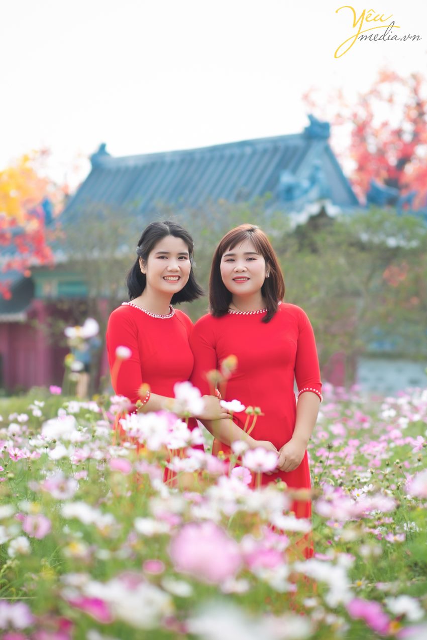 tìm địa chỉ vườn cúc họa mi chụp ảnh đẹp nhất ở hà nội