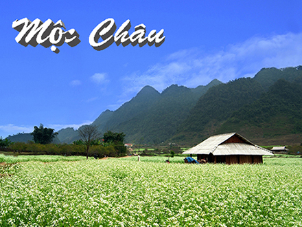 CÁNH ĐỒNG HOA CẢI RỰC RỠ TRÊN CAO NGUYÊN MỘC CHÂU