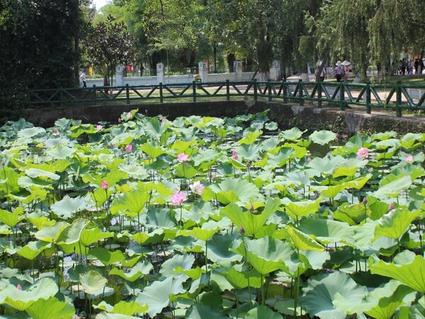 Làng Sen quê Bác - Điểm đến du lịch không thể bỏ qua khi đến Nghệ An