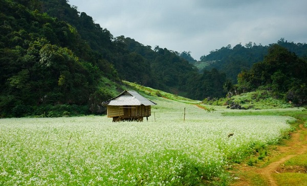 Du lịch Mộc Châu mùa đông Du lịch Mộc Châu mùa đông