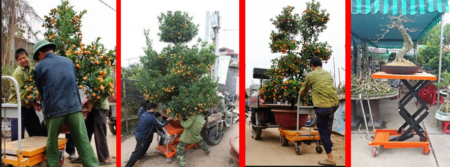 Xe nâng mặt bàn
