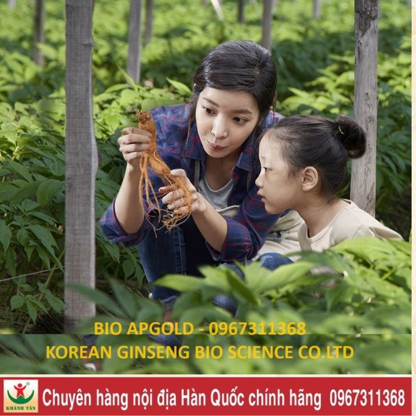 Công Ty Korea Ginseng Bio Science Co.,Ltd - Nhà Máy Sản Xuất Sâm Hàn Quốc số 1 tại Hàn