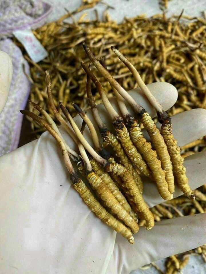 con đông trùng tươi