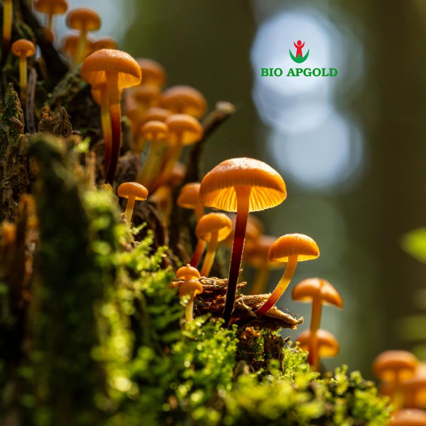 nấm linh chi hàn quốc bio apgold