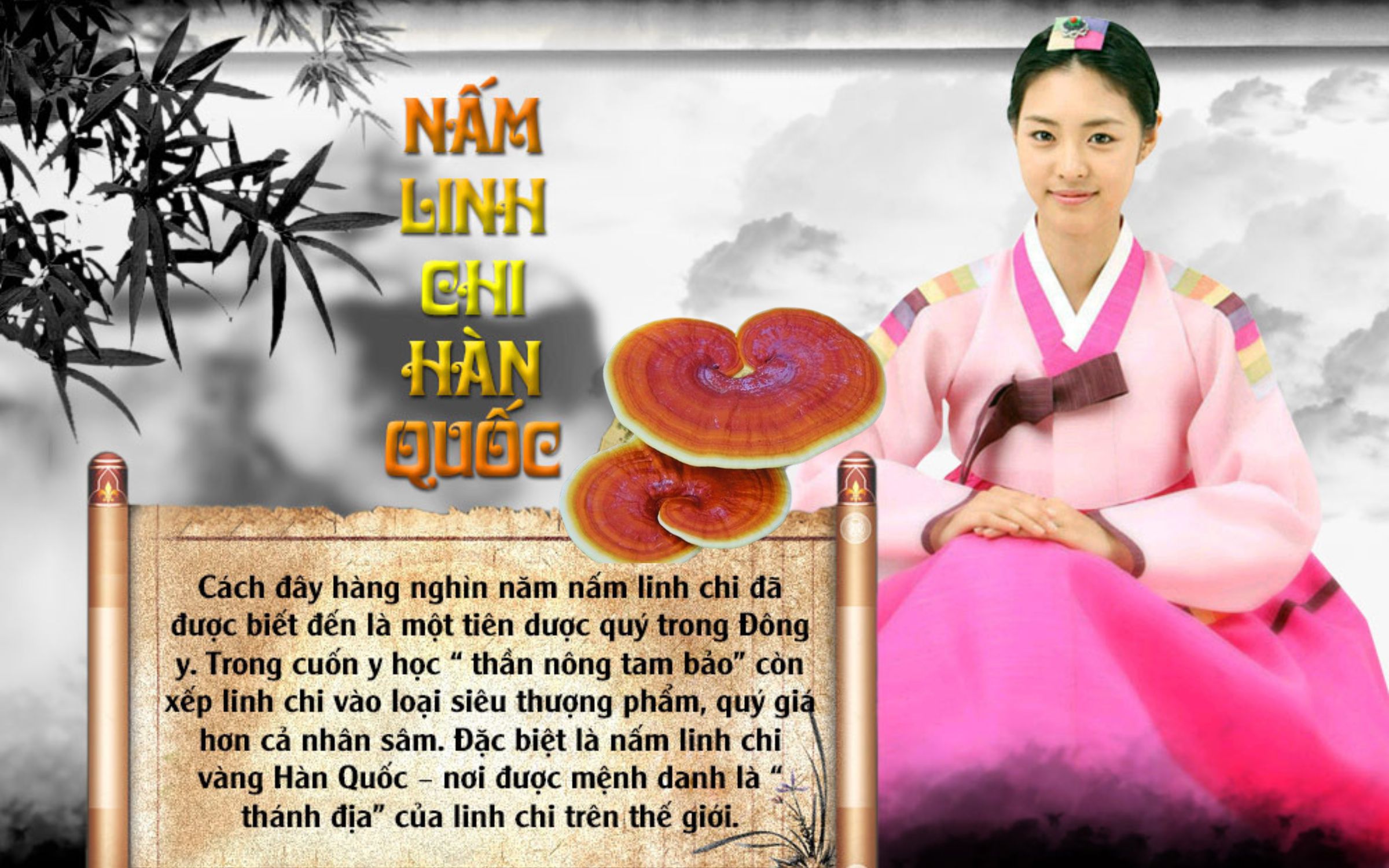 nấm linh chi hàn quốc