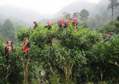 Trà cổ thụ Phìn Hồ